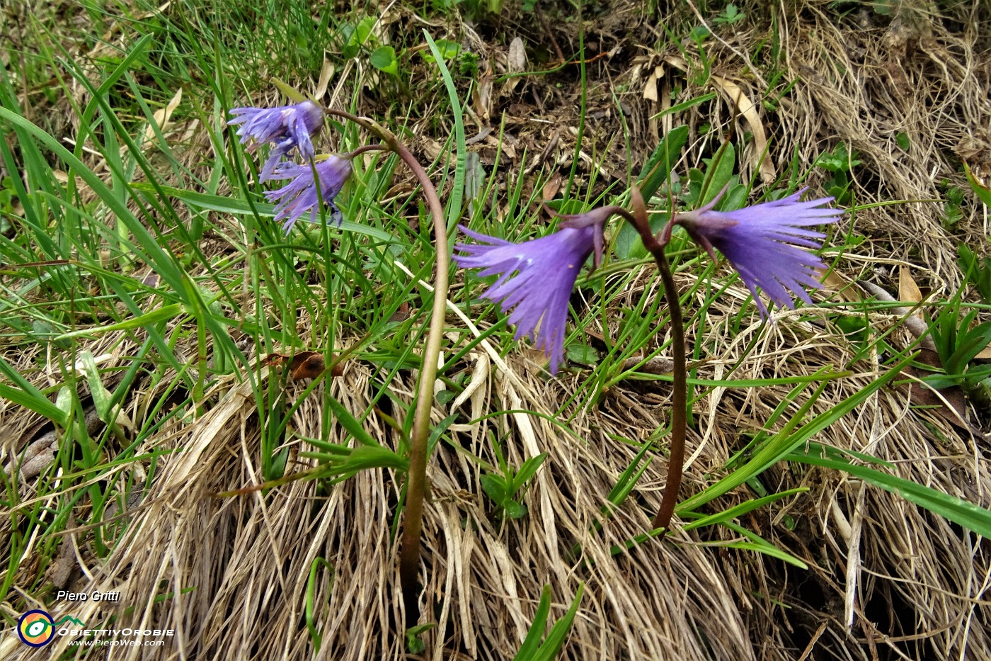 30 Soldanella alpina.JPG